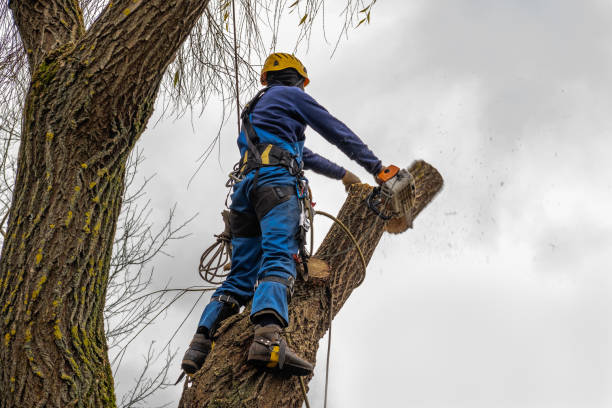 How Our Tree Care Process Works  in  Montebello, NY