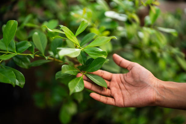 Montebello, NY Tree Services Company