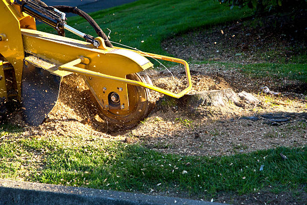 Organic Lawn Care Solutions in Montebello, NY